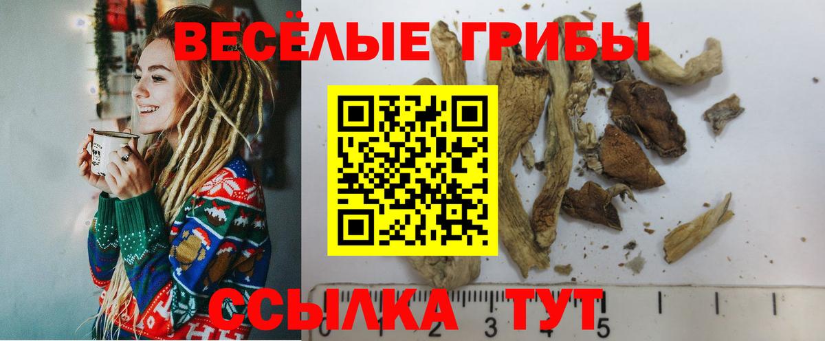 Псилоцибиновые грибы Psilocybe Обнинск